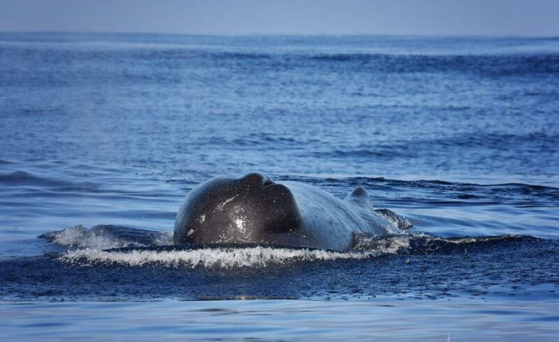 from-calheta-madeira-whale-and-dolphin-watching-boat-tour
