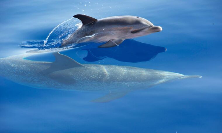 from-calheta-madeira-whale-and-dolphin-watching-boat-tour