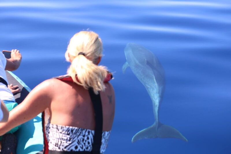 from-calheta-whale-and-dolphin-watching-rib-boat-tour