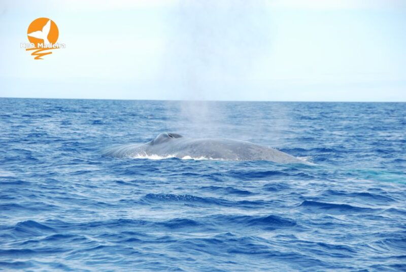 from-calheta-whale-and-dolphin-watching-rib-boat-tour
