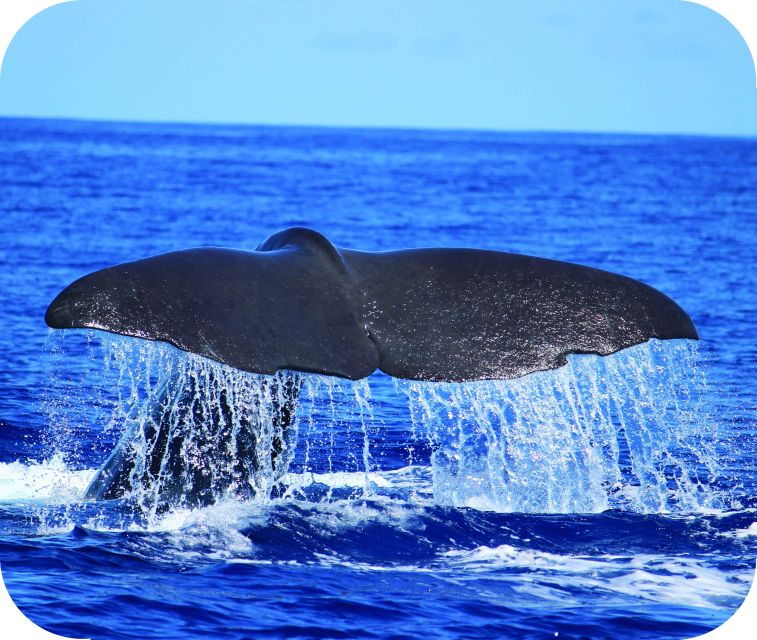 from-calheta-whale-and-dolphin-watching-rib-boat-tour