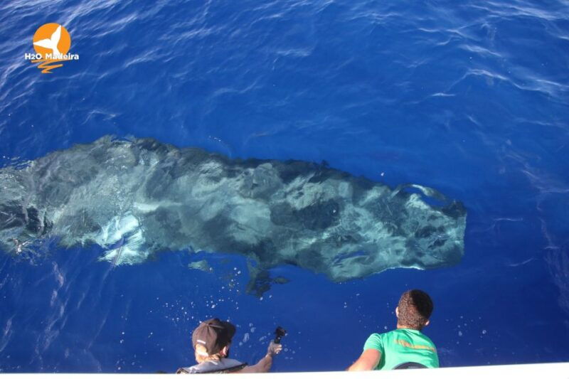 from-calheta-whale-and-dolphin-watching-rib-boat-tour