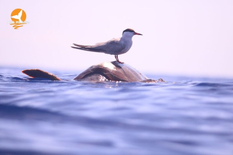 from-calheta-whale-and-dolphin-watching-rib-boat-tour