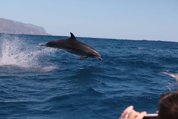 from-calheta-whale-and-dolphin-watching-rib-boat-tour