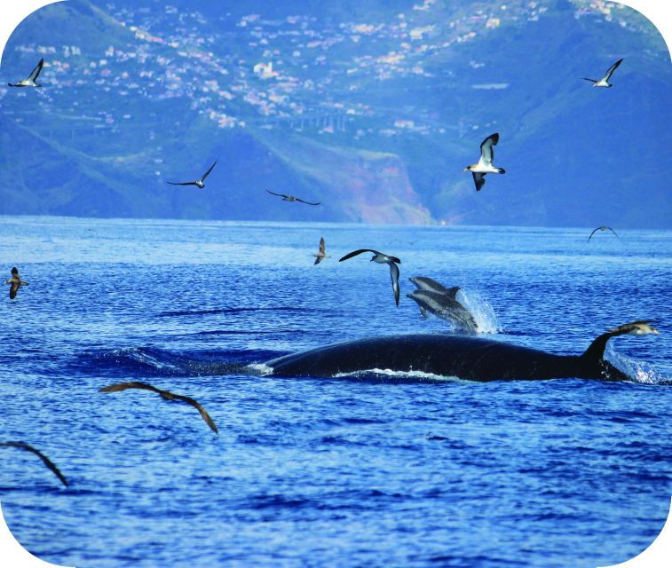 from-calheta-whale-and-dolphin-watching-rib-boat-tour
