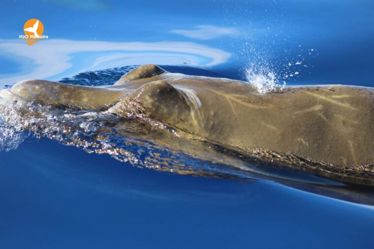 from-calheta-whale-and-dolphin-watching-rib-boat-tour