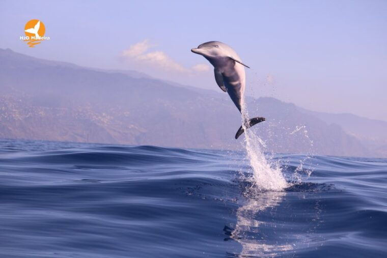 from-calheta-whale-and-dolphin-watching-rib-boat-tour