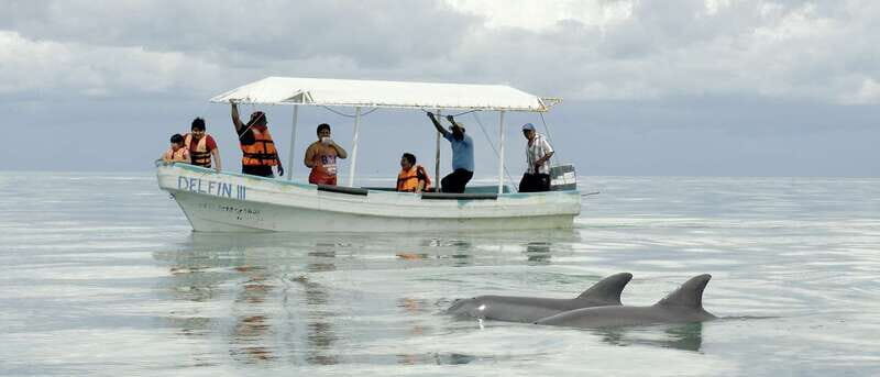 From Campeche: Isla Aguada Dolphin Encounter Tour - Introduction to the Isla Aguada Dolphin Encounter Tour
