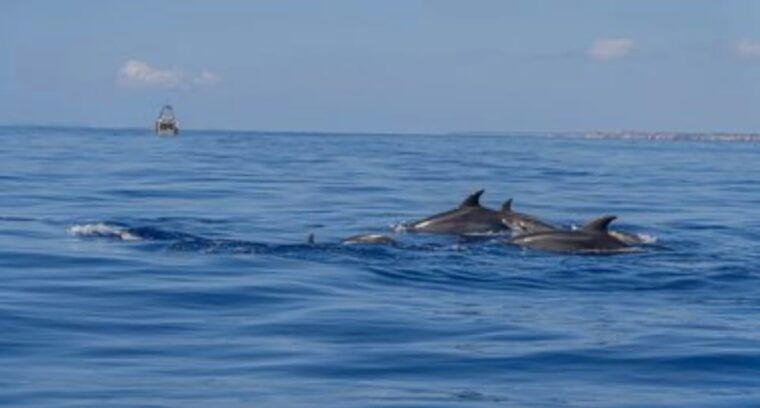 from-can-picafort-dolphin-watching-and-cave-boat-trip