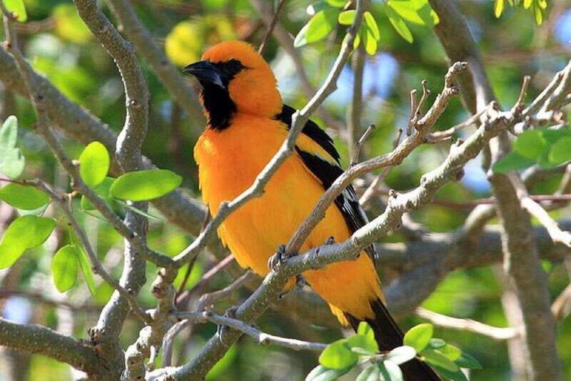 From Cancun: Bird Watching Day Tour - Key Points