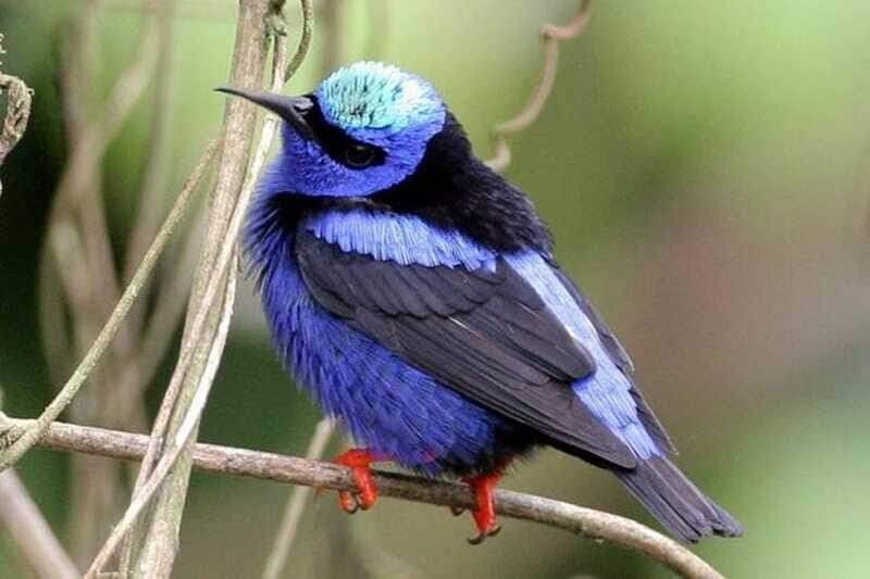 From Cancun: Bird Watching Day Tour - Who Will Love This Tour?