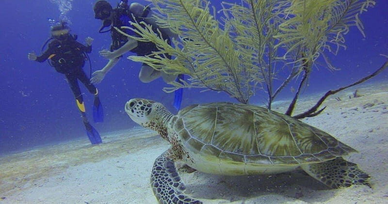 From Cancun: Chac Mool Cenote Diving Experience - What is the Chac Mool Cenote Diving Experience?