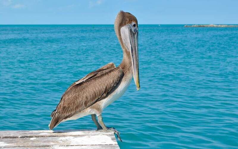 From Cancun: Contoy and Isla Mujeres Day Tour - Authentic Insights From Reviewers