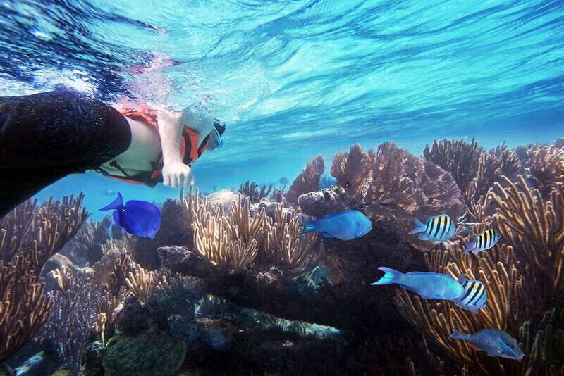 From Cancun: Garrafon Reef Park Admission with Ferry Tickets - An Overview of the Experience