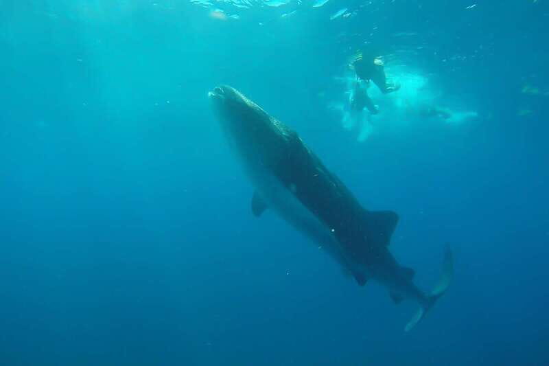 From Cancún: Half-Day Snorkeling with Whale Sharks - Practical Details: What You Need to Know