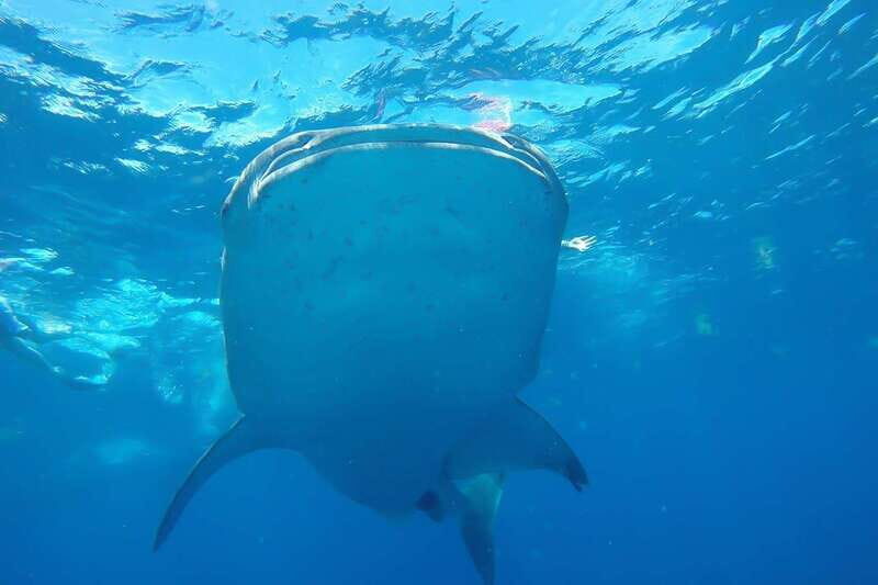 From Cancún: Half-Day Snorkeling with Whale Sharks - Who Should Consider This Tour?