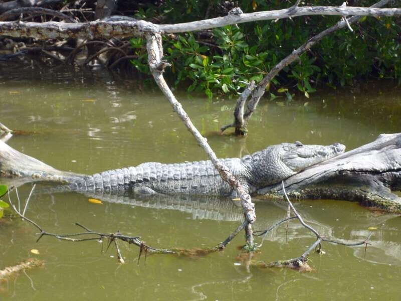 From Cancun: Kantemó Snake Cavern Adventure - FAQs