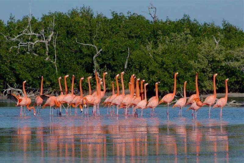 From Cancun: Rio Lagartos y Las Coloradas Tour - The Itinerary: What You Can Expect
