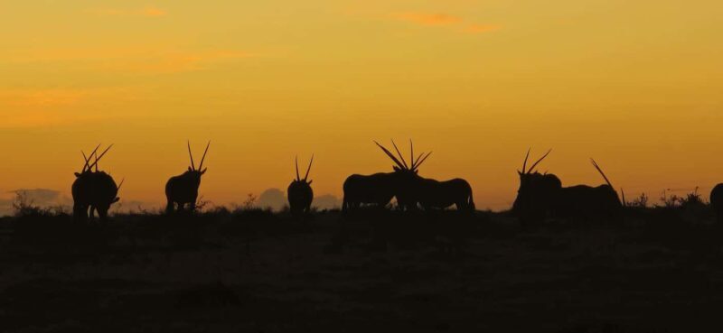 From Cape Town: 2-Day Garden Route Safari (Bonus: Penguins) - What’s Included and What’s Not