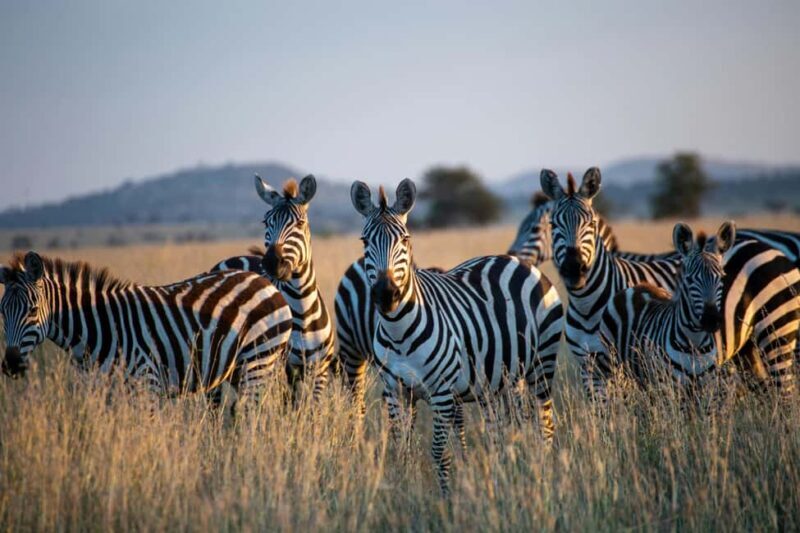 From Cape Town: 2-Day Garden Route Safari - Why This 2-Day Safari Stands Out