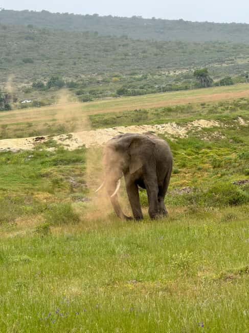 From Cape Town: 2-Day Garden Route Safari - The Lodge Experience & Safaris