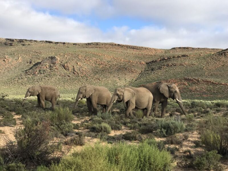 From Cape Town: 2-Day Garden Route Safari with Shark Diving - What’s Included and What’s Not