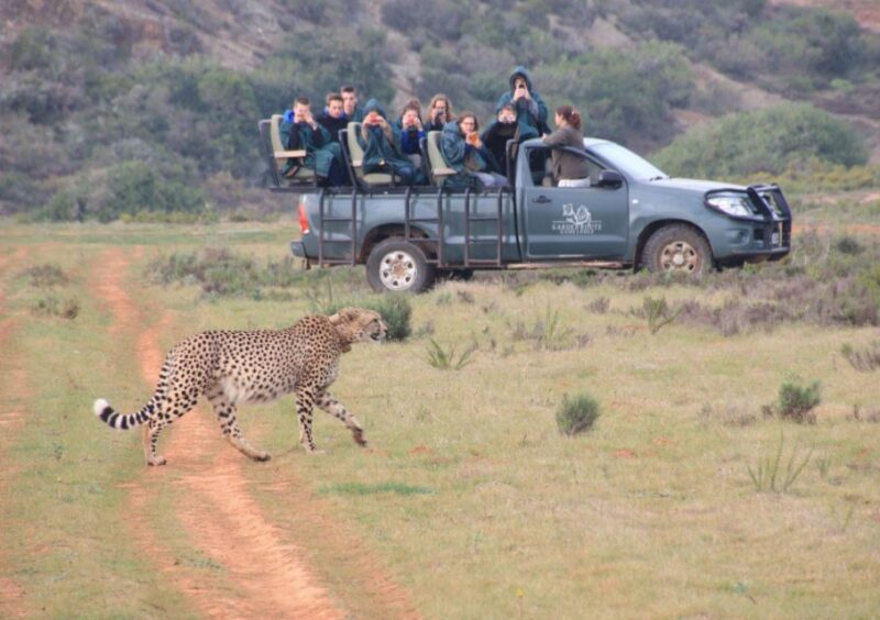 From Cape Town: 2-Day Safari at Garden Route Game Lodge - The Lodge Experience & Wildlife Viewing