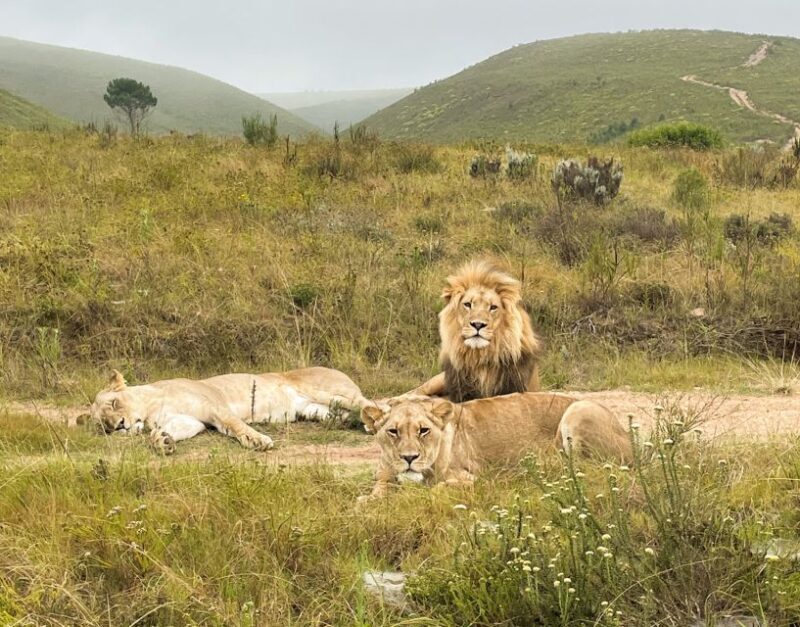 From Cape Town: 3-Day Garden Route Highlights and 4x4 Safari - What’s Included & What’s Not