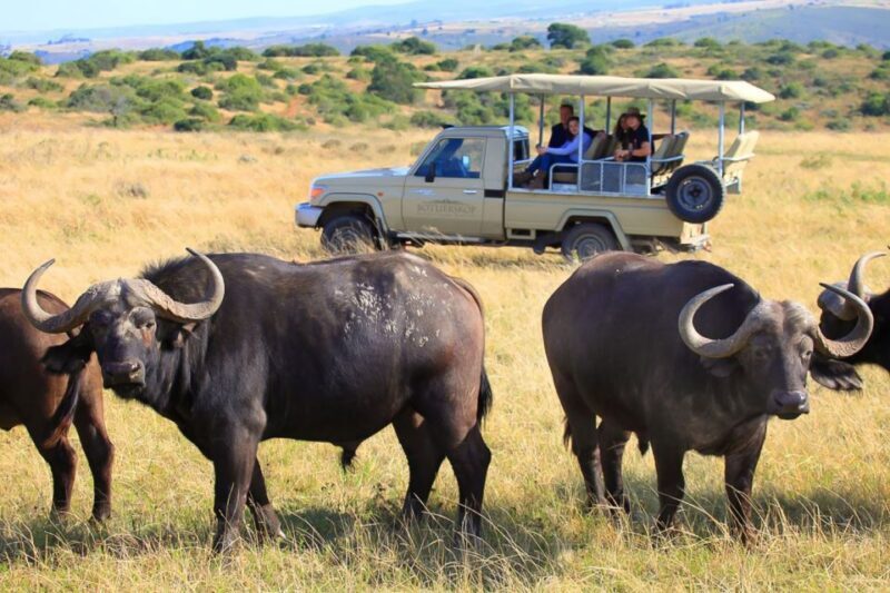From Cape Town: 3-Day Garden Route Highlights and 4x4 Safari - Authentic Experiences and Hidden Gems