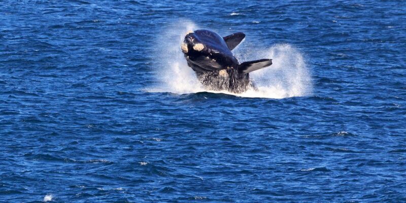 From Cape Town: 3-Day Garden Route Safari and Coastal Tour - FAQ