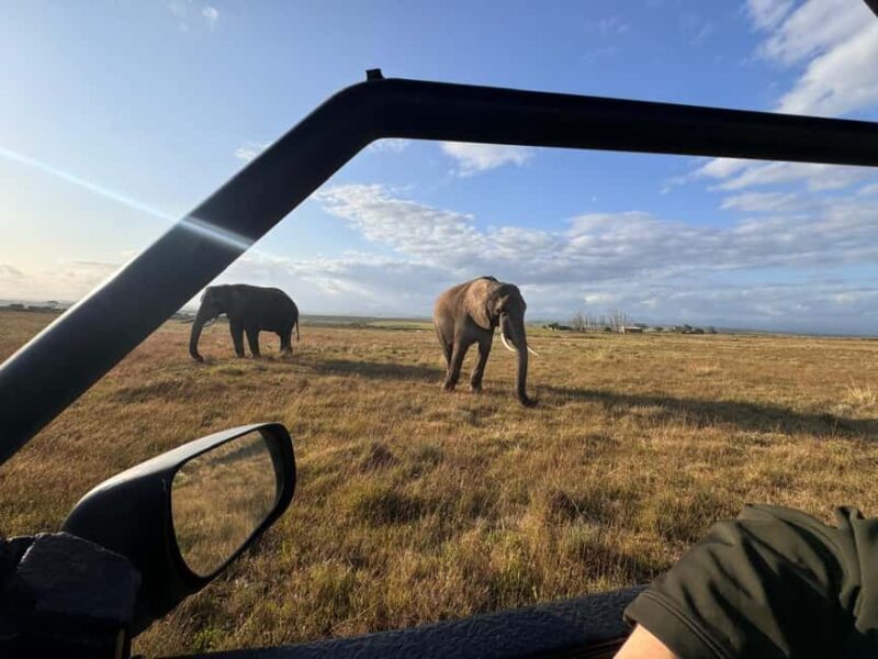 From Cape Town: 3-Day Safari, Penguins & visit to Mossel Bay - What Makes This Tour Valuable?
