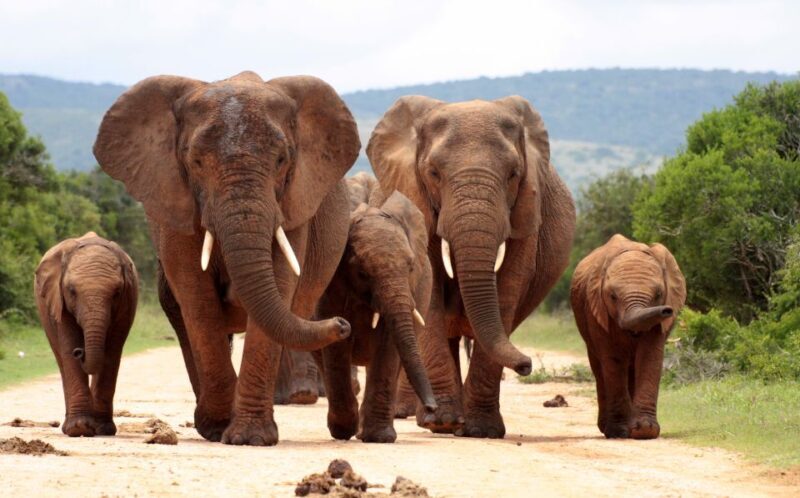 From Cape Town: 3 Days Kruger Safari & Panorama Route Tour - Key Points