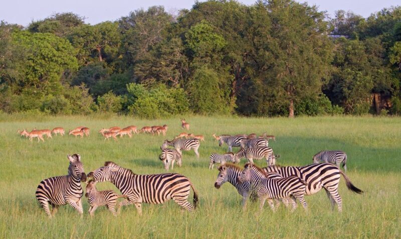 From Cape Town: 3 Days Kruger Safari & Panorama Route Tour - Potential Drawbacks and Considerations