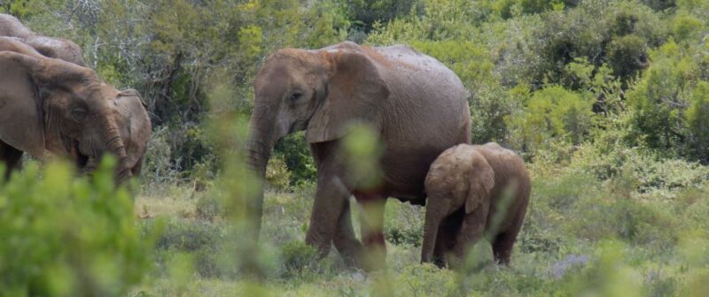 From Cape Town: 5-Day Best of Garden Route and Addo Safari - Who Will Love This Tour?