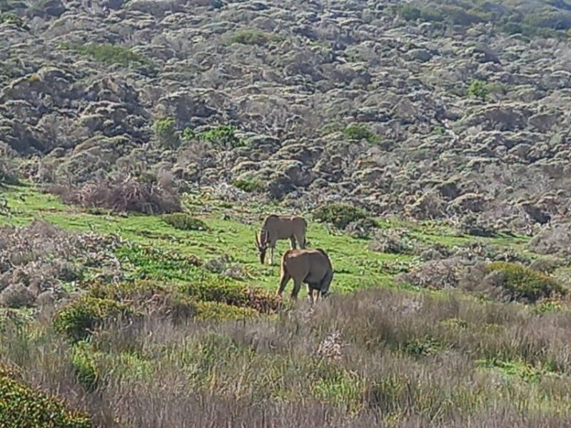 From Cape Town: Aquila Game Reserve Safari Tour with Lunch - Who This Tour Is Best For