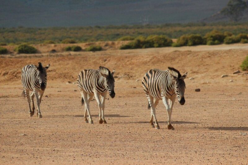 From Cape Town: Aquila Game Reserve Safari Tour with Lunch - Key Points