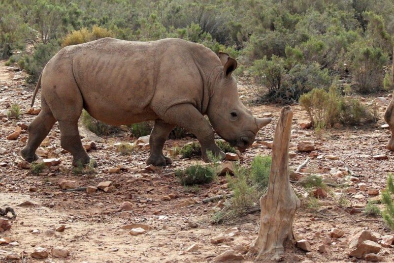 From Cape Town: Aquila Game Reserve Safari Tour with Lunch - The Itinerary in Detail