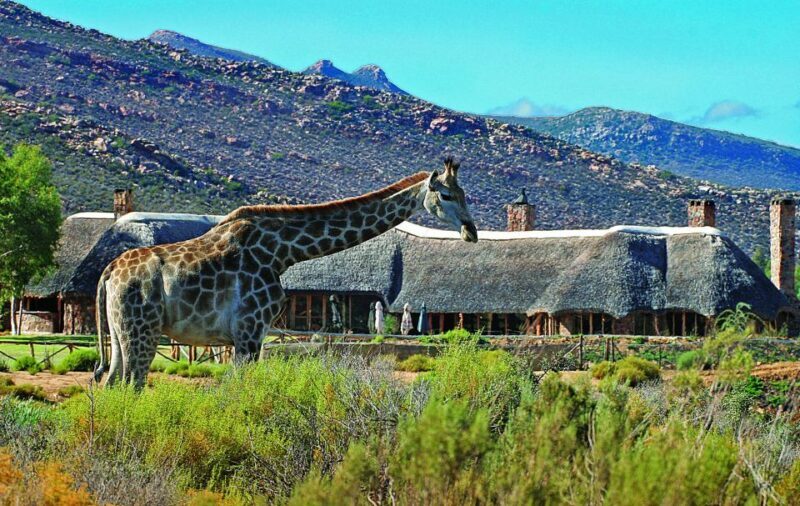 From Cape Town: Aquila Game Reserve Safari Tour with Lunch - Authentic Insights from Reviewers