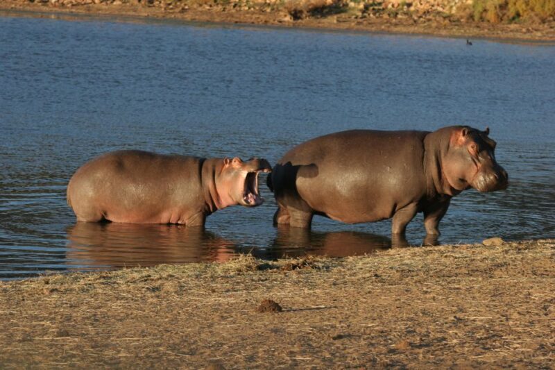 From Cape Town: Aquila Game Reserve Safari Tour with Lunch - FAQ