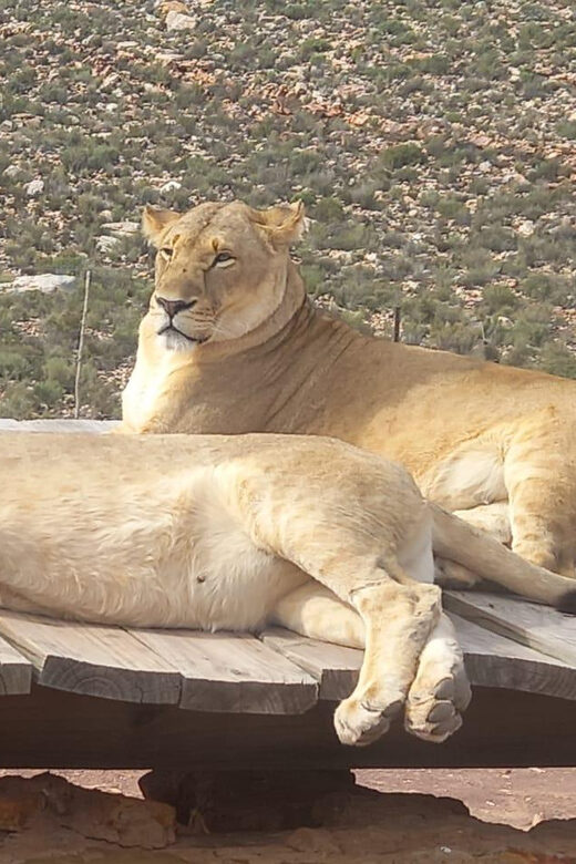 From Cape Town: Aquila Game Reserve Sunset Game Drive - FAQ  