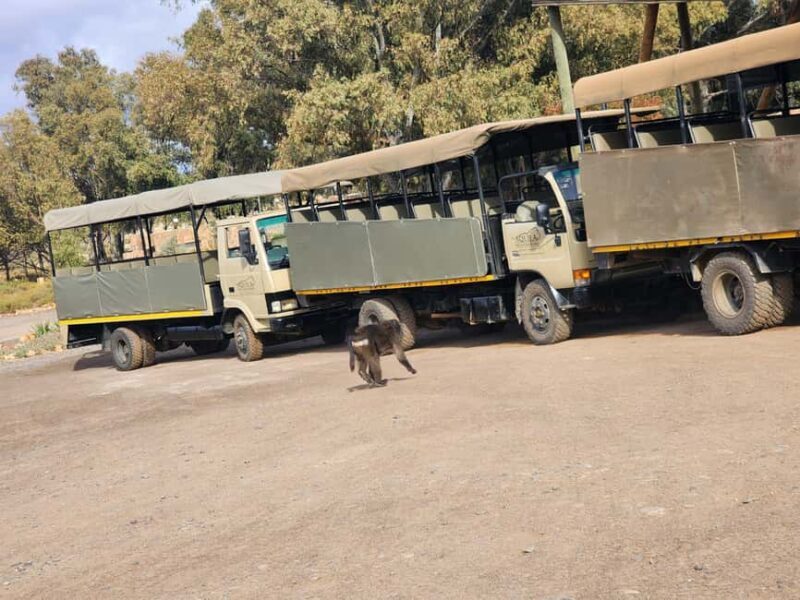 From Cape Town Aquilla sunset safari With transport included - Key Points