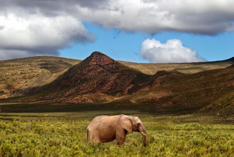 From Cape Town: Big Five Game Reserve with Lunch - Departure from Cape Town and Scenic Drive