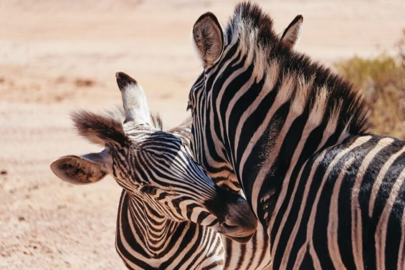 From Cape Town: Big Five Game Reserve with Lunch - Wildlife Highlights