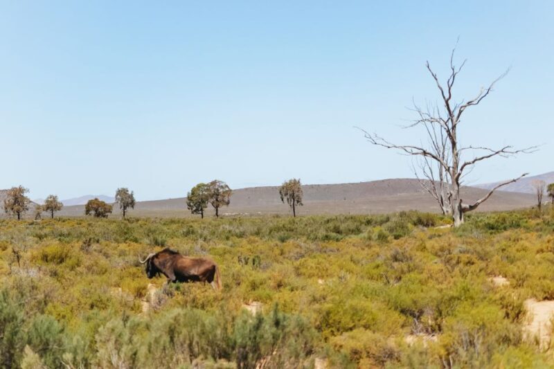 From Cape Town: Big Five Game Reserve with Lunch - Return Journey and Hotel Drop-off