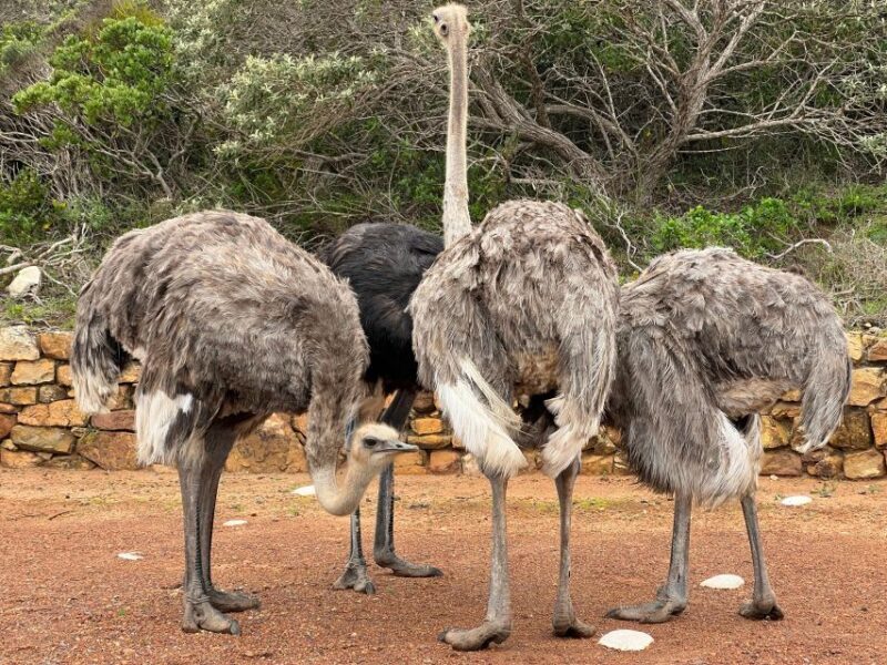 From Cape Town: Big Five Safari Experience with Lunch - The Sum Up