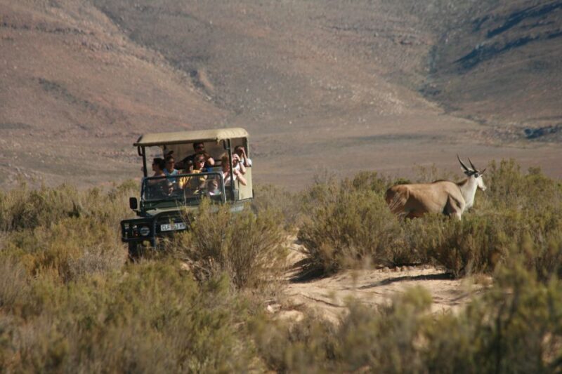 From Cape Town: Big Five Sunset Safari incl. Transportation - Discovering the Safari Experience: An In-Depth Look
