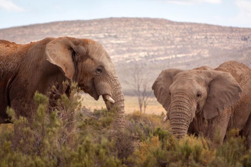 From Cape Town: Big Five Sunset Safari incl. Transportation - Who Will Love This Safari?