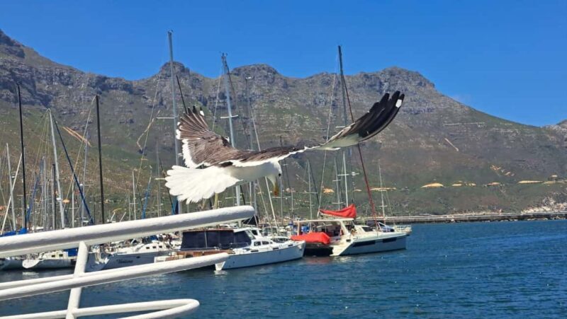 From Cape Town: Cape Peninsula Full-Day Private Tour - Authentic Experiences from Reviewers