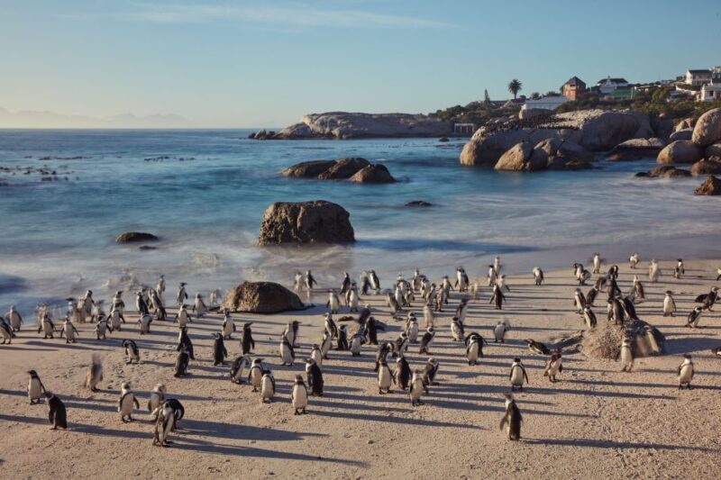 From Cape Town: Cape Point and Boulders Beach Full-Day Tour - An In-Depth Look at the Tour Itinerary