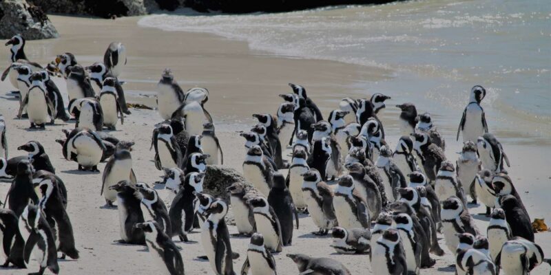 From Cape Town: Cape Point and Boulders Beach Half-Day Tour - The Guides and Customer Experience